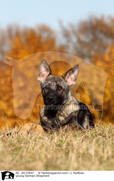 young German Shepherd / JH-13937