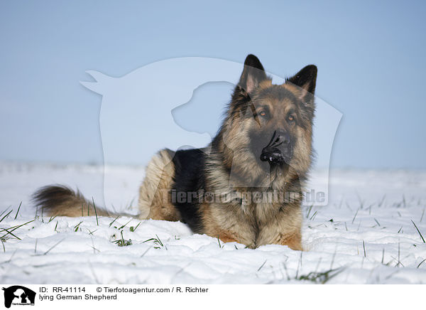lying German Shepherd / RR-41114