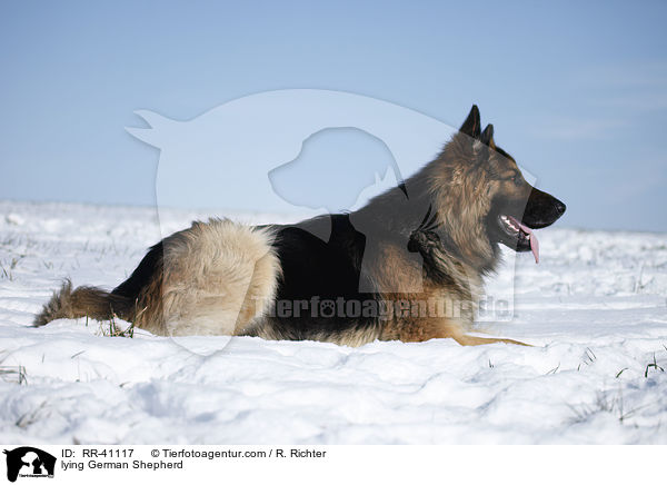 lying German Shepherd / RR-41117