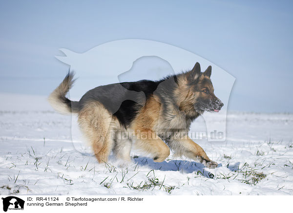 running German Shepherd / RR-41124