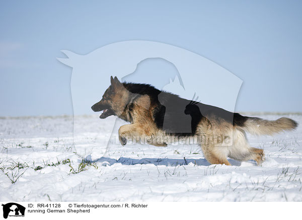 running German Shepherd / RR-41128