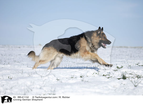 running German Shepherd / RR-41132