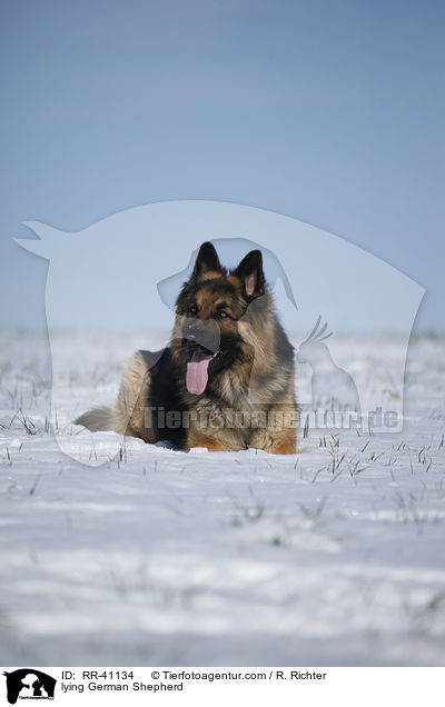 lying German Shepherd / RR-41134