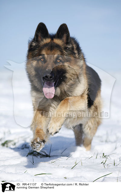 running German Shepherd / RR-41137