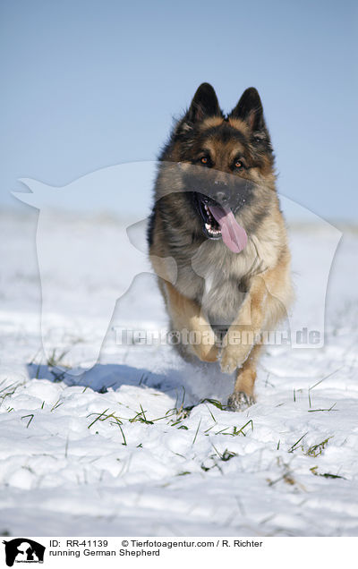 running German Shepherd / RR-41139