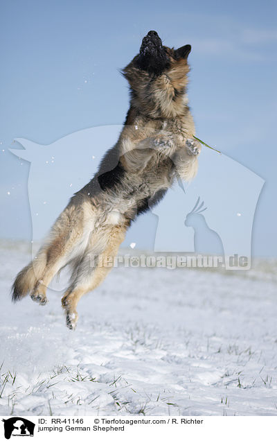 jumping German Shepherd / RR-41146