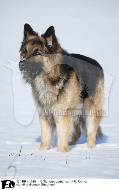 standing German Shepherd / RR-41149