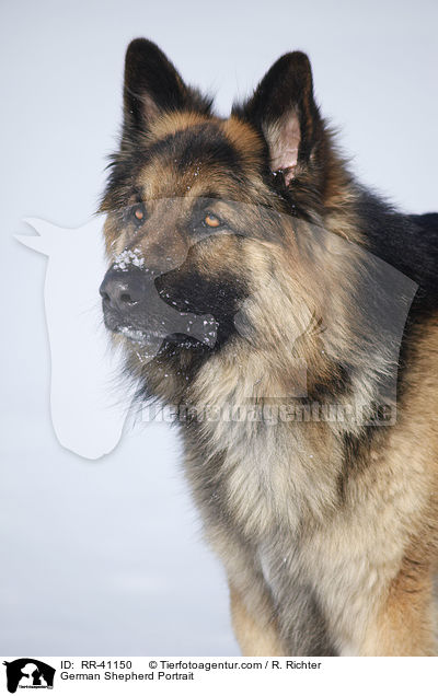 German Shepherd Portrait / RR-41150