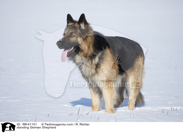 standing German Shepherd / RR-41151