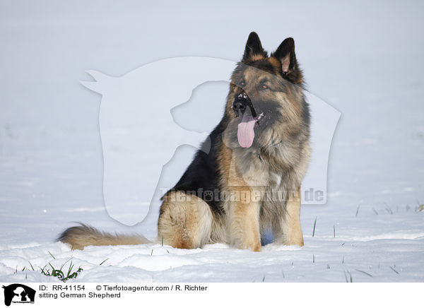 sitting German Shepherd / RR-41154