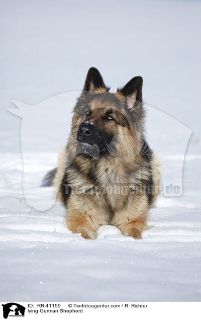 lying German Shepherd / RR-41159
