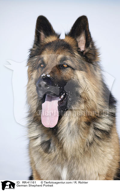 German Shepherd Portrait / RR-41161
