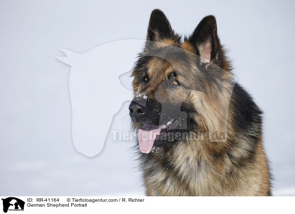 German Shepherd Portrait / RR-41164