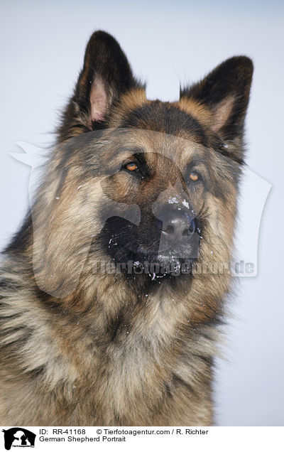 German Shepherd Portrait / RR-41168