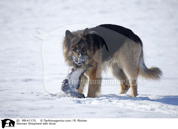 German Shepherd with dove / RR-41170