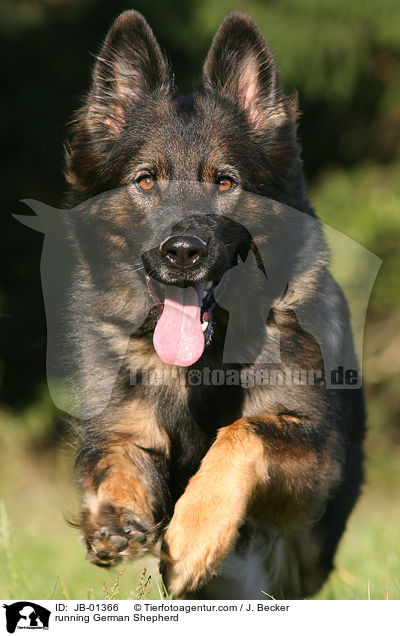 running German Shepherd / JB-01366