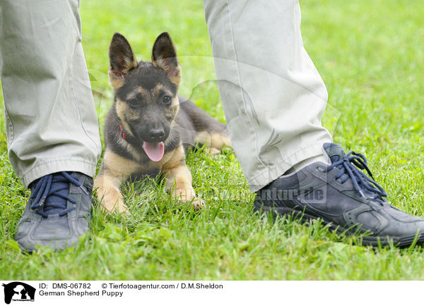 German Shepherd Puppy / DMS-06782