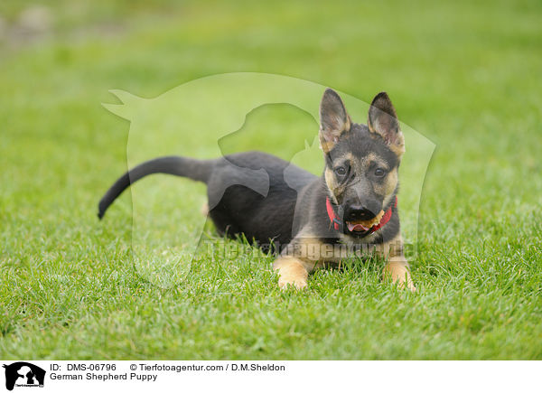 German Shepherd Puppy / DMS-06796