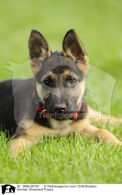 German Shepherd Puppy / DMS-06797