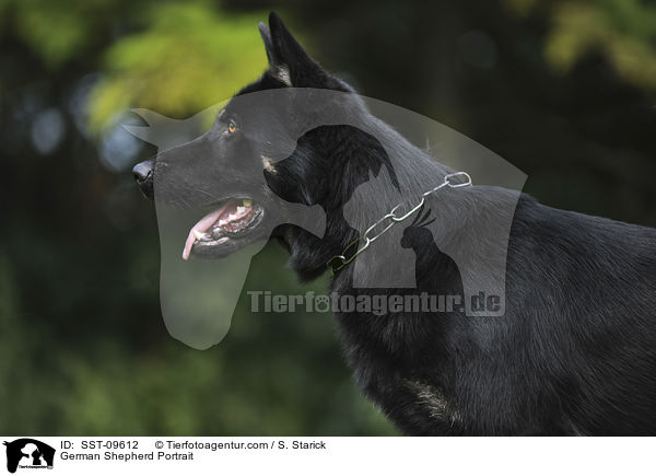 German Shepherd Portrait / SST-09612