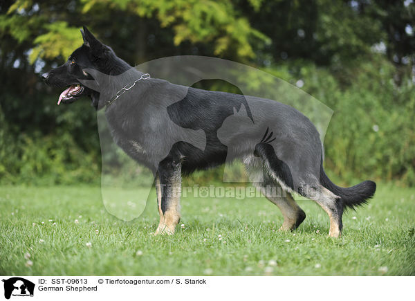 German Shepherd / SST-09613