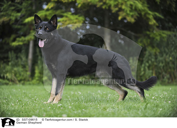 German Shepherd / SST-09615