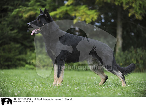 German Shepherd / SST-09616