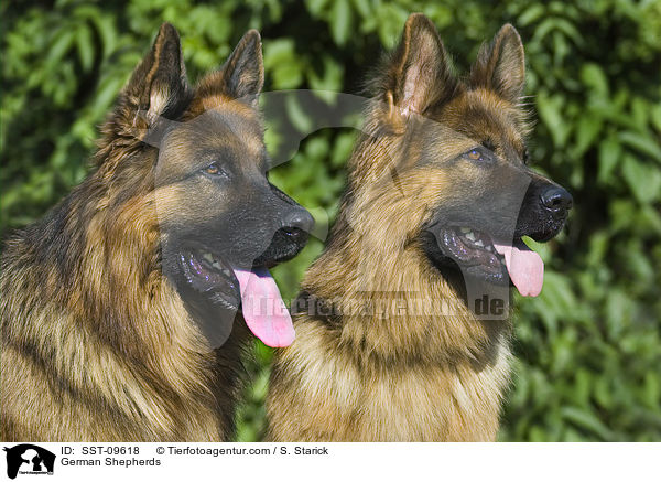 German Shepherds / SST-09618