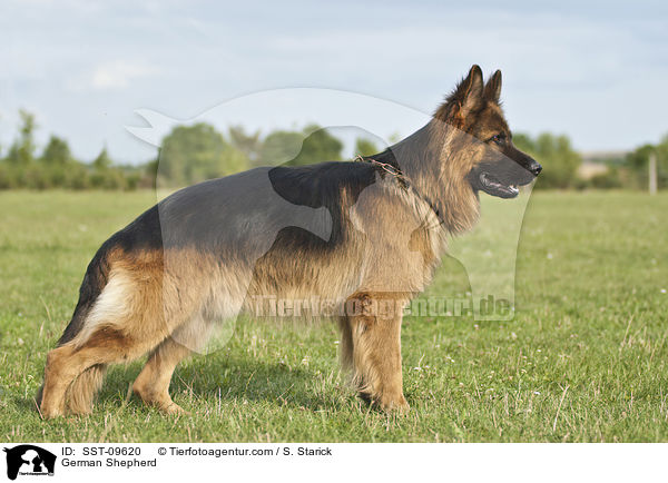 German Shepherd / SST-09620