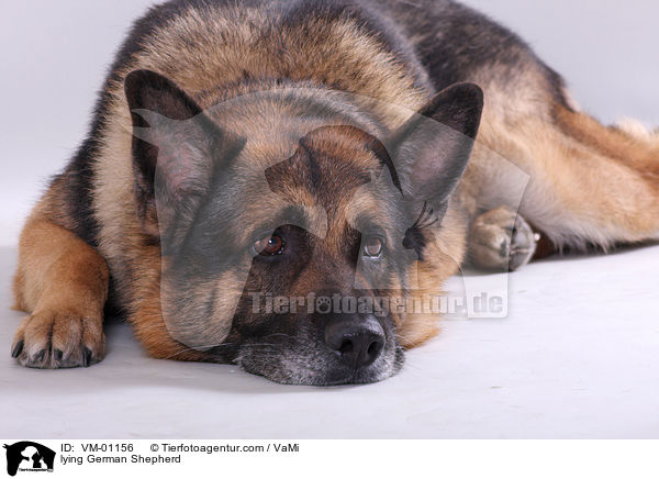 lying German Shepherd / VM-01156