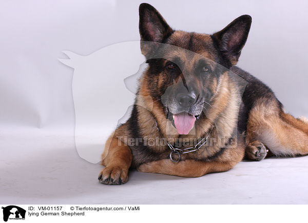 lying German Shepherd / VM-01157