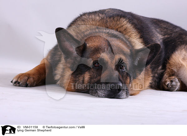 lying German Shepherd / VM-01158