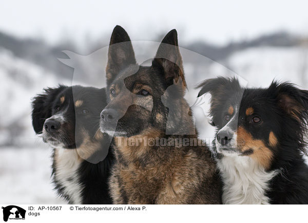 dogs / AP-10567