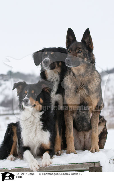 dogs / AP-10568