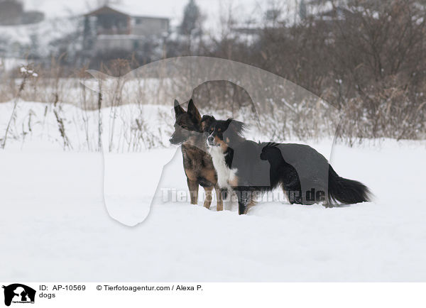 dogs / AP-10569