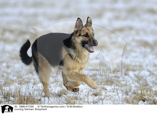 running German Shepherd / DMS-07356