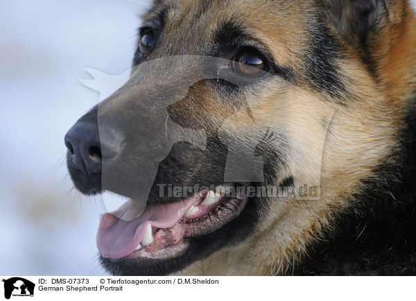 German Shepherd Portrait / DMS-07373