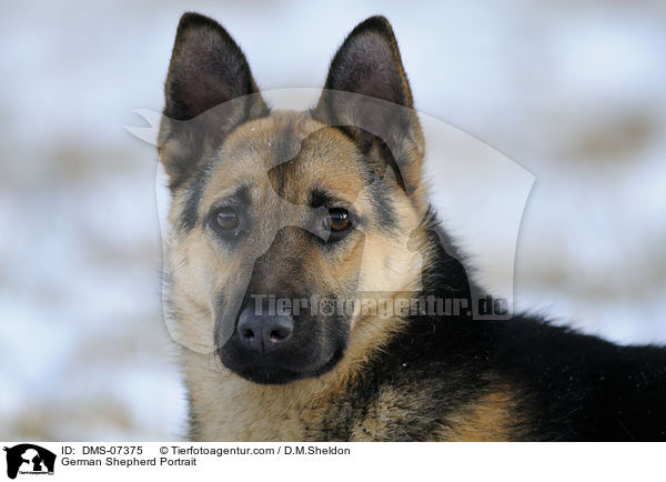 German Shepherd Portrait / DMS-07375