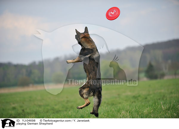 playing German Shepherd / YJ-04698