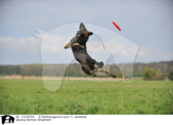 playing German Shepherd / YJ-04704