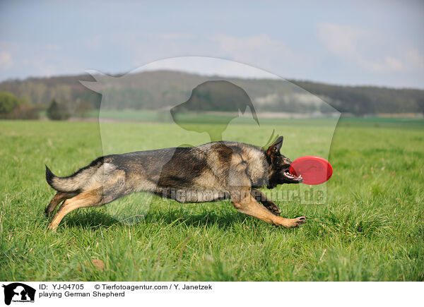playing German Shepherd / YJ-04705