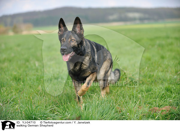 walking German Shepherd / YJ-04710