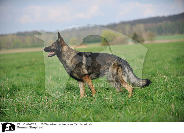 German Shepherd / YJ-04711