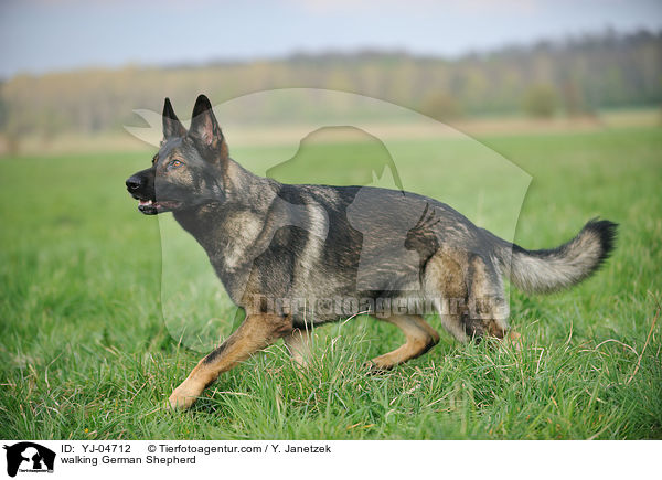 walking German Shepherd / YJ-04712