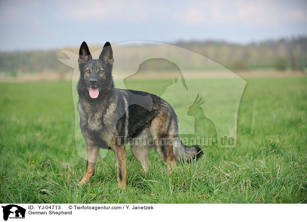 German Shepherd / YJ-04713