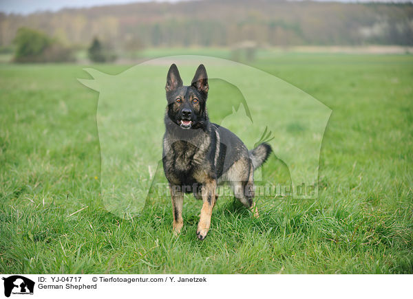 German Shepherd / YJ-04717