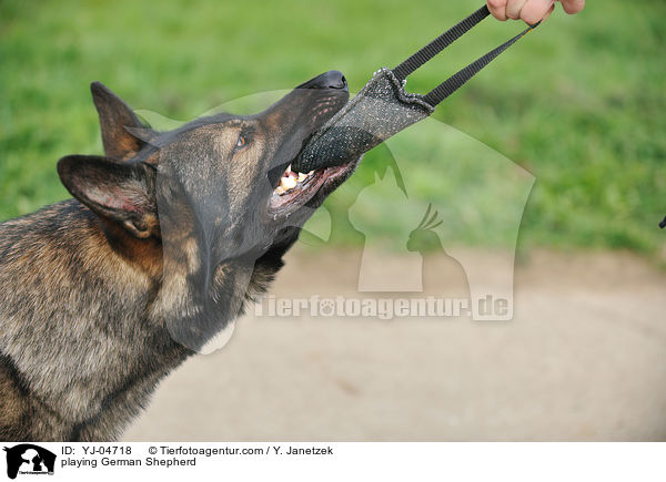 playing German Shepherd / YJ-04718