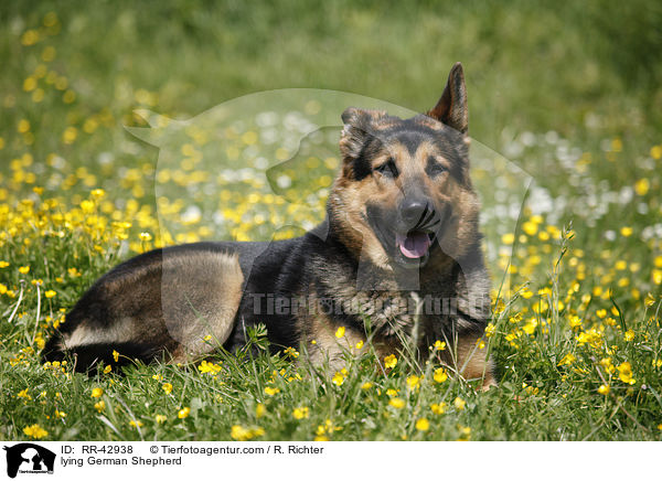 lying German Shepherd / RR-42938