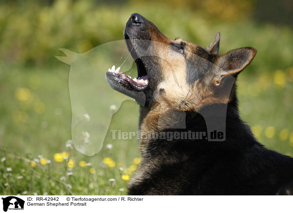 German Shepherd Portrait / RR-42942