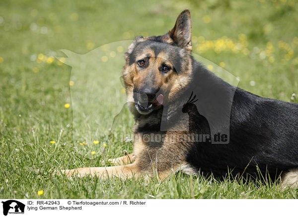 lying German Shepherd / RR-42943